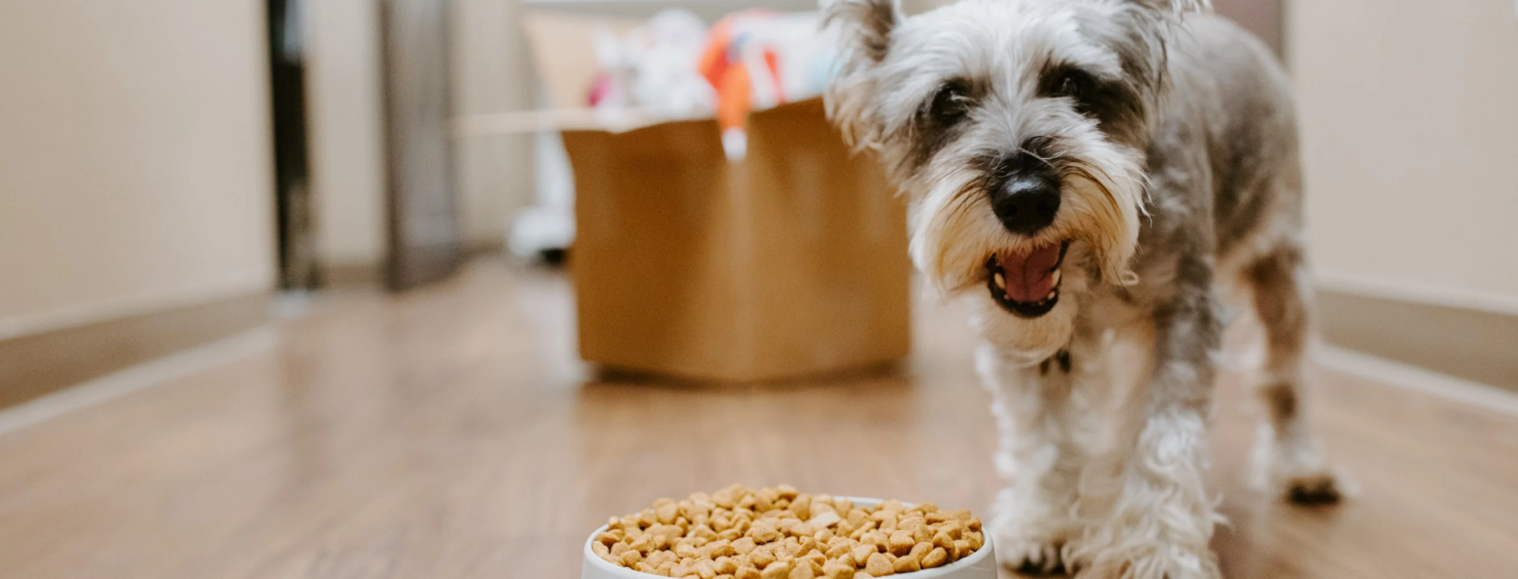 Dog Eating Food from Bowl Arroyo Vista Veterinary Hospital