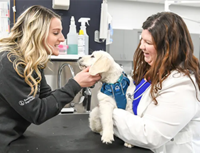 A puppy being examined by two vets A puppy being examined by two vets