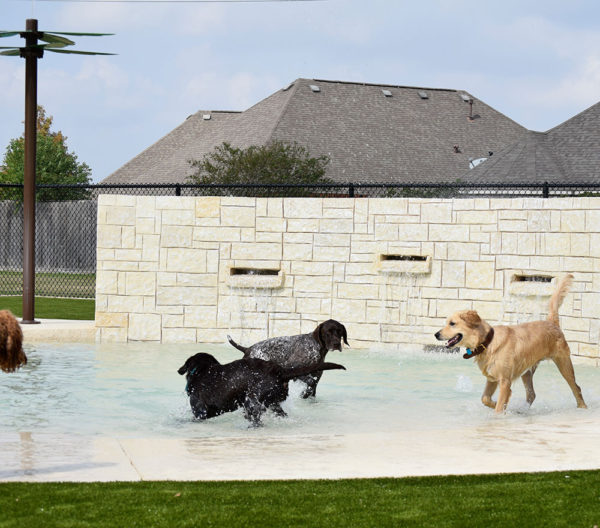 Dogs in pool with clear water