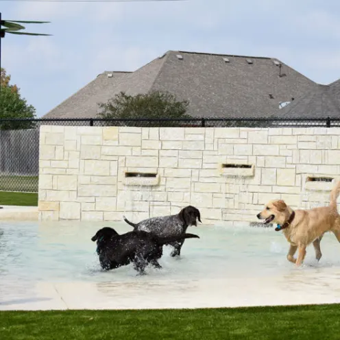 Dogs in pool with clear water