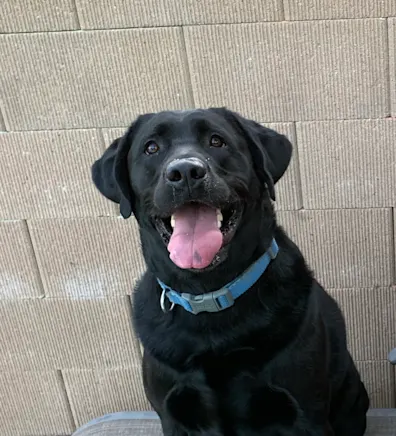 Shannon Lowe's staff photo is of her black labrador retriever since she requested to have that as her profile picture. Shannon Lowe's staff photo is of her black labrador retriever since she requested to have that as her profile picture.