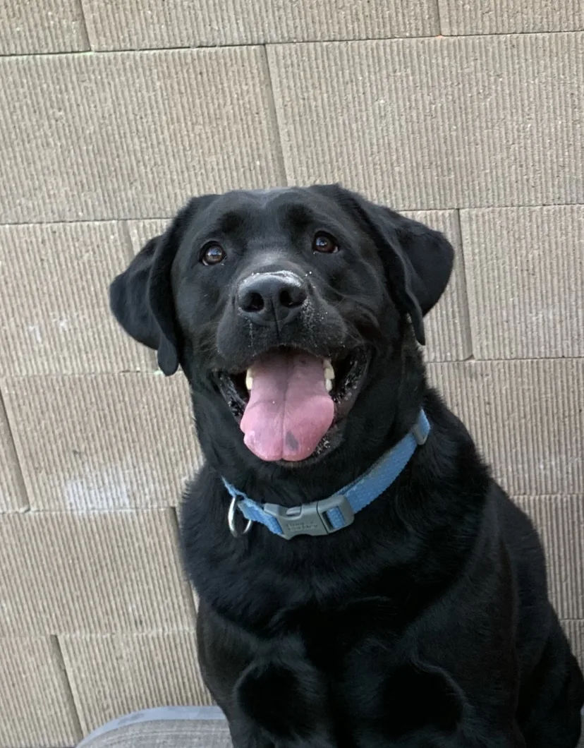 Shannon Lowe's staff photo is of her black labrador retriever since she requested to have that as her profile picture.