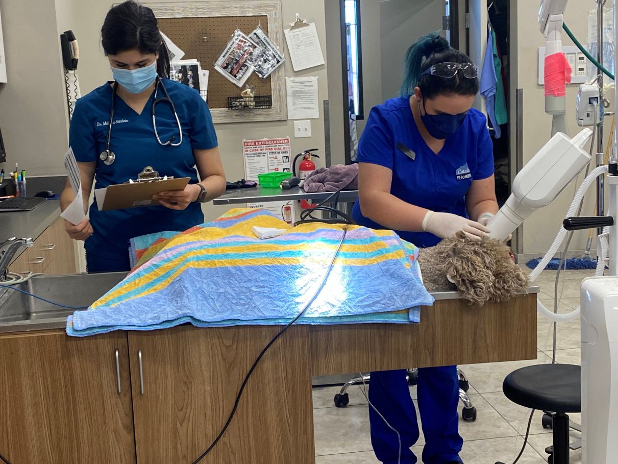 Two staff members performing a medical procedure on a fluffy dog