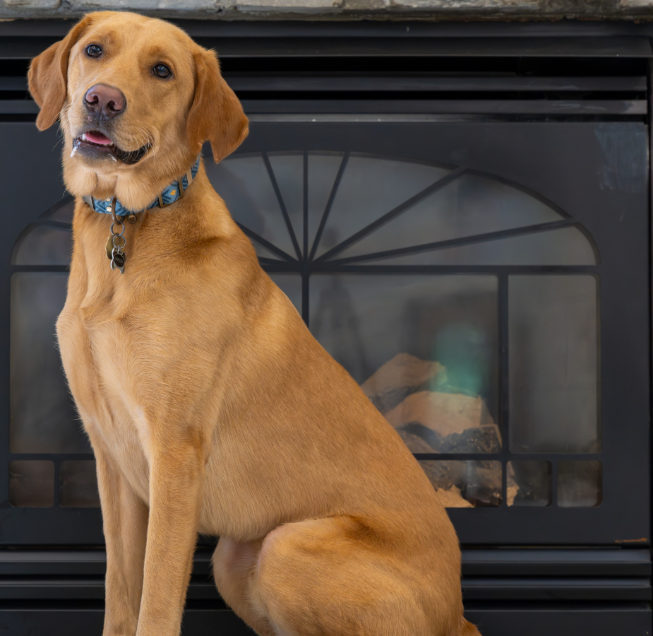 Tall brown Labrador Retriever