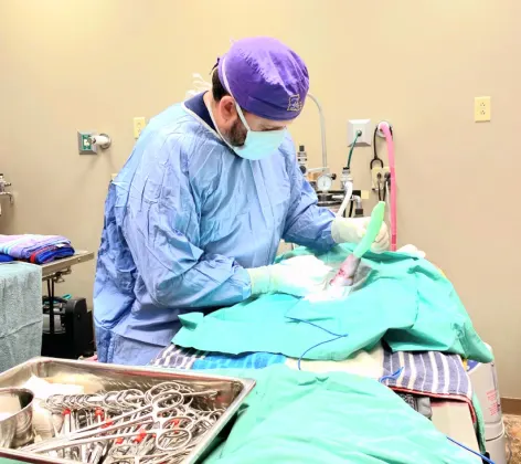Vet performing surgery on pet