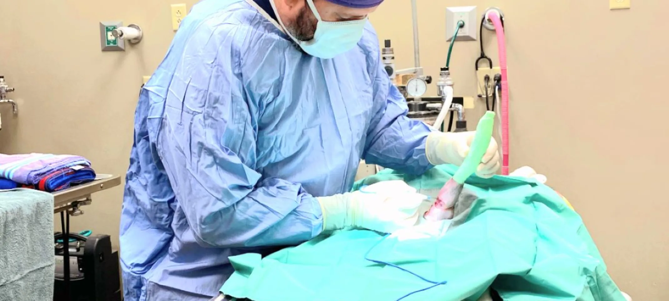 Vet performing surgery on pet Vet performing surgery on pet