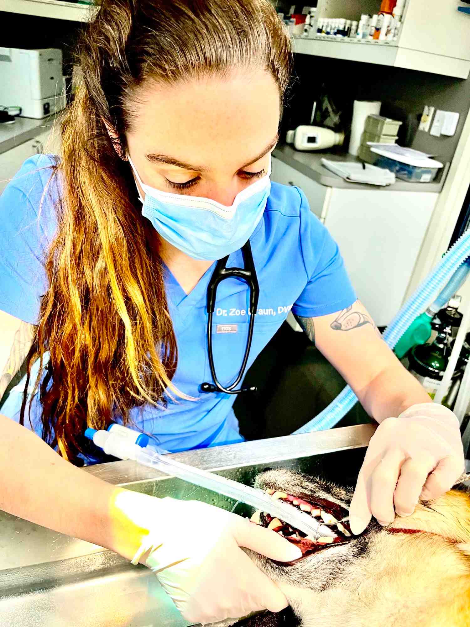 Woman performing dental services on a canine.