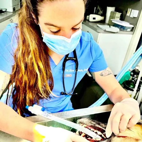 Woman performing dental services on a canine.