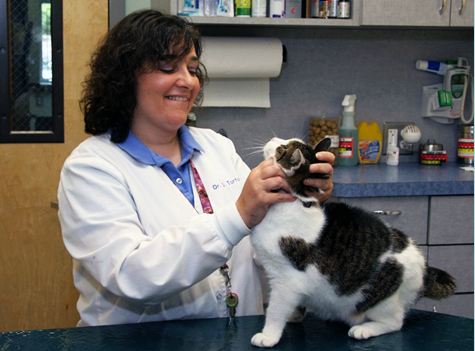 Valley Cottage Animal Hospital Cat Examination