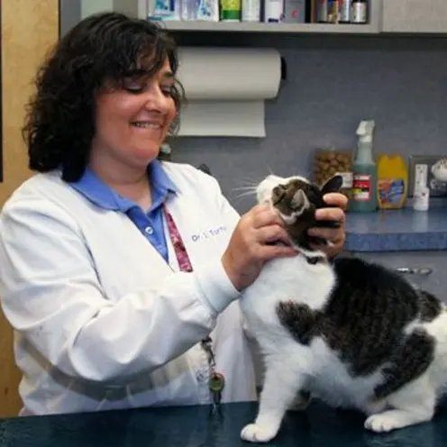 Valley Cottage Animal Hospital Cat Examination
