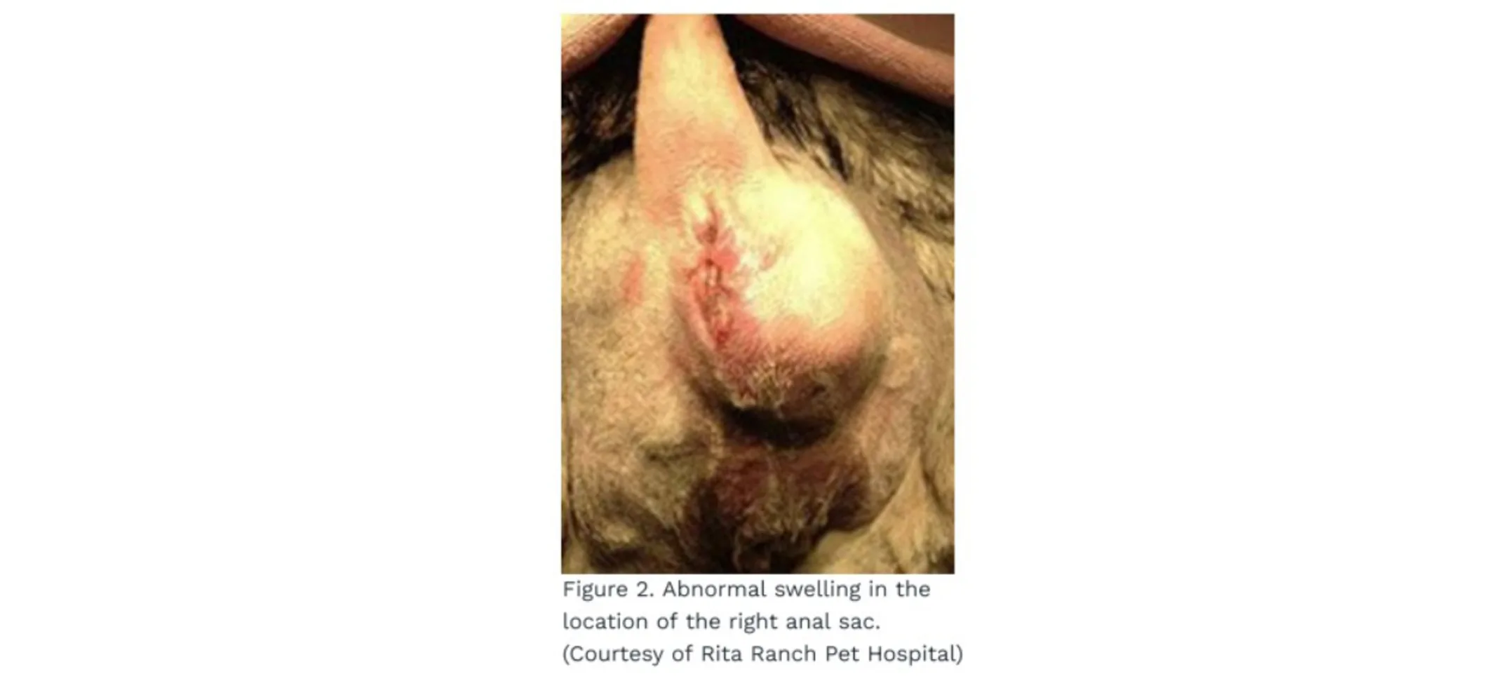 Abnormal Swelling in the location of the right anal sac. Abnormal Swelling in the location of the right anal sac.