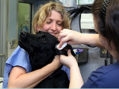 Valley Cottage Animal Hospital Grooming