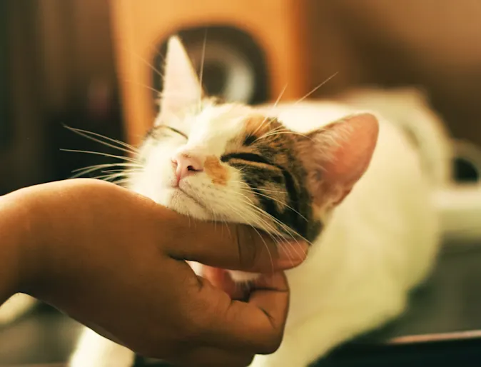 White cat is getting their chin scratched from a female hand and the cat is loving it. White cat is getting their chin scratched from a female hand and the cat is loving it.