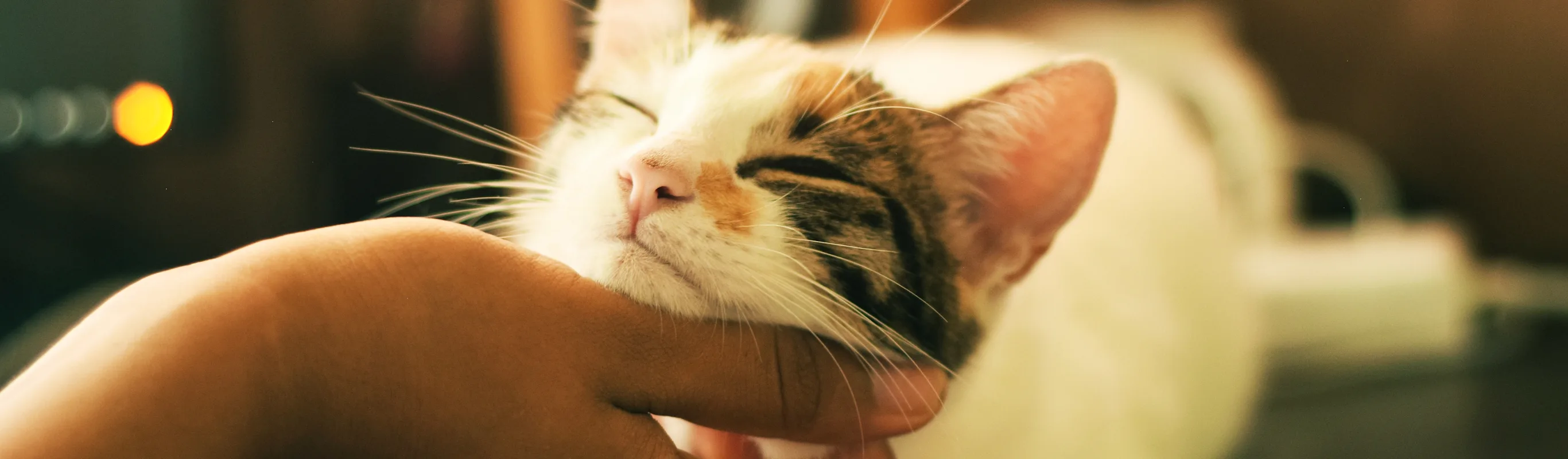 White cat is getting their chin scratched from a female hand and the cat is loving it. 