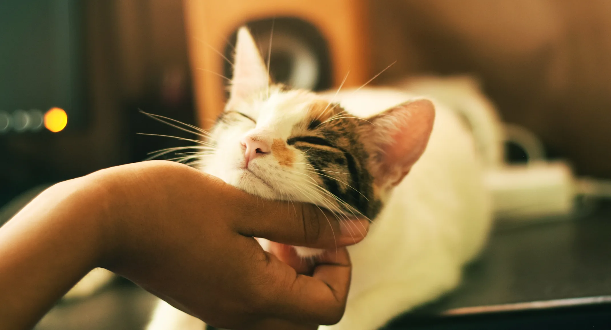 White cat is getting their chin scratched from a female hand and the cat is loving it. White cat is getting their chin scratched from a female hand and the cat is loving it.