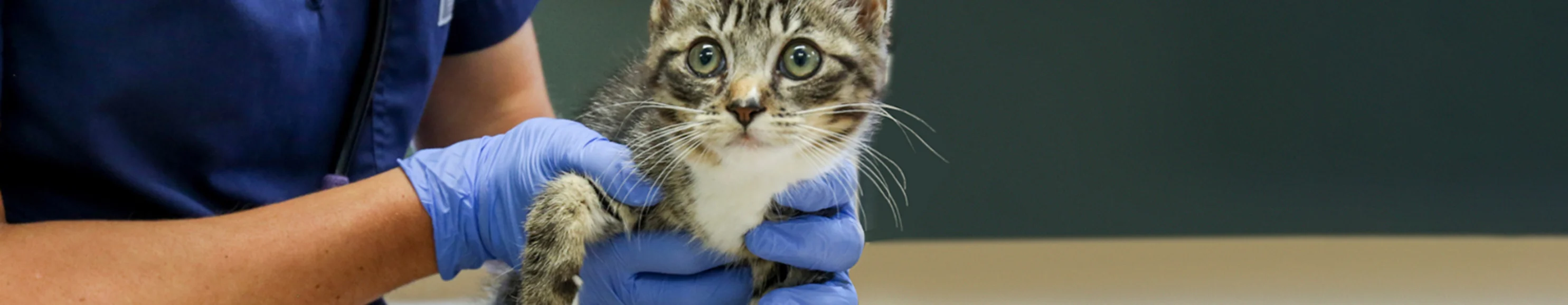 Black kitten leg examined at Animal Specialty Center