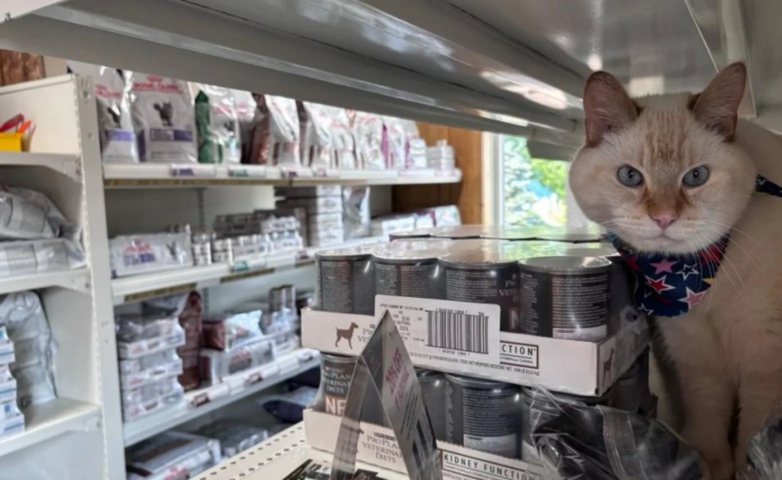 Cat sitting in a food shelf Cat sitting in a food shelf