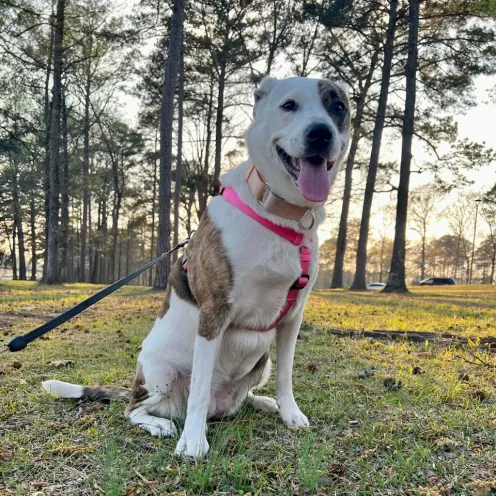 White and brown dog wearing a pink harness with her tongue out