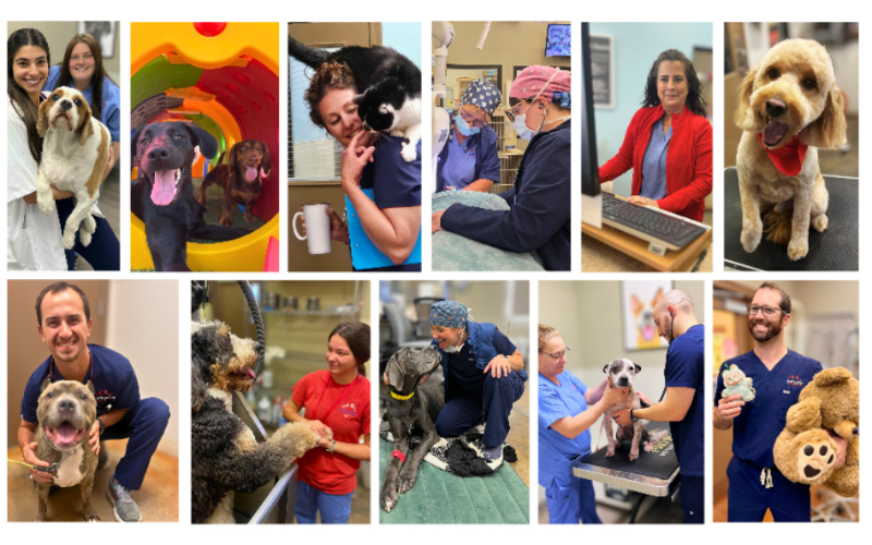 2026 Staff Collage at Lafayette Veterinary Care Center