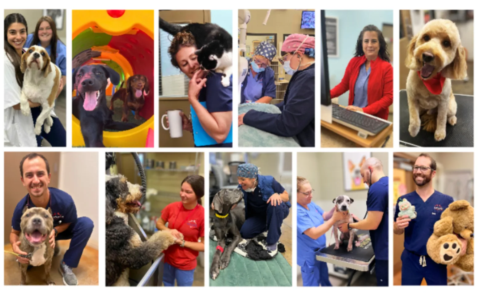 2026 Staff Collage at Lafayette Veterinary Care Center 2026 Staff Collage at Lafayette Veterinary Care Center