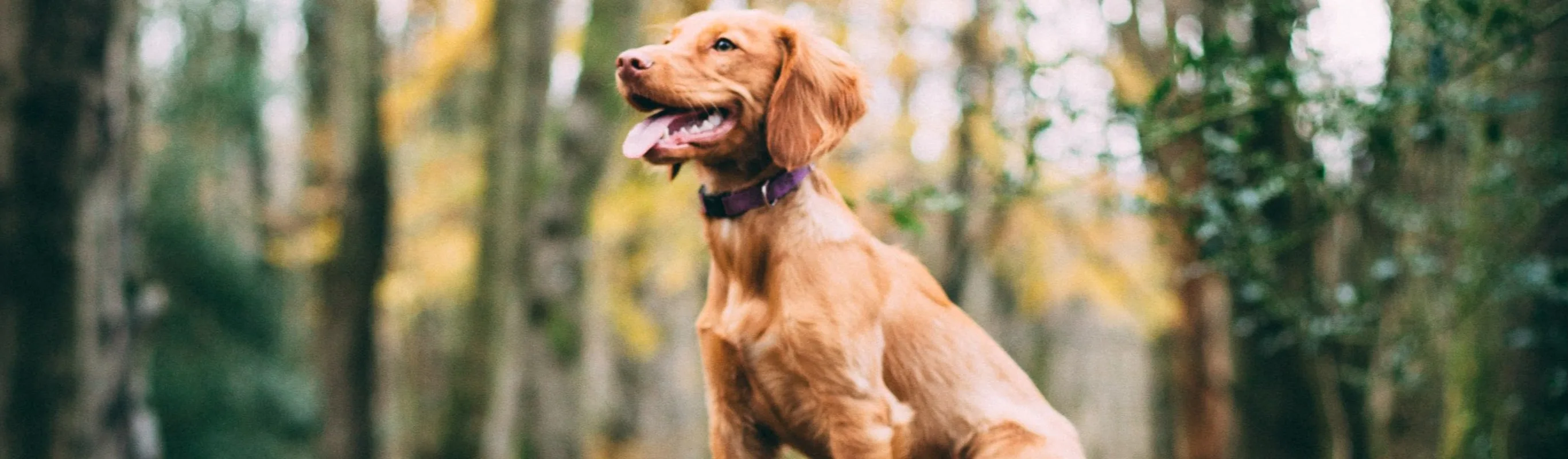 Dog sitting on hill in the woods