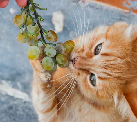 Cat eating grapes