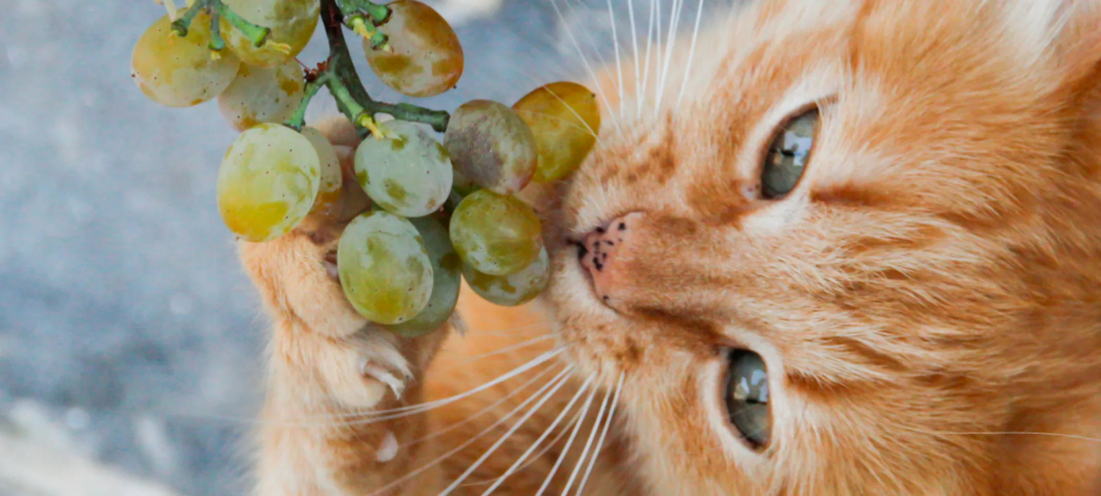 Cat eating grapes