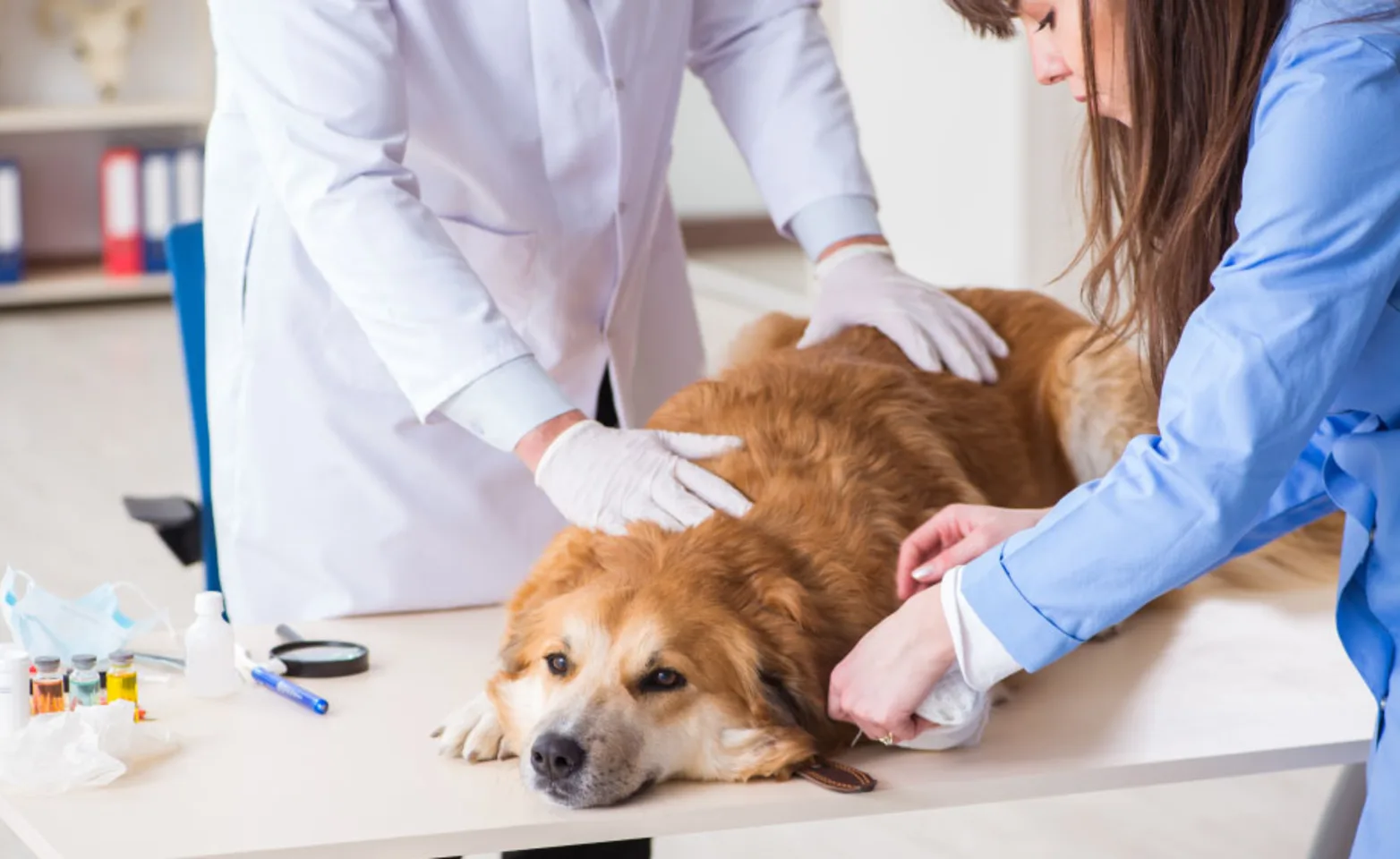 Dog having its leg bandaged by veterinarians