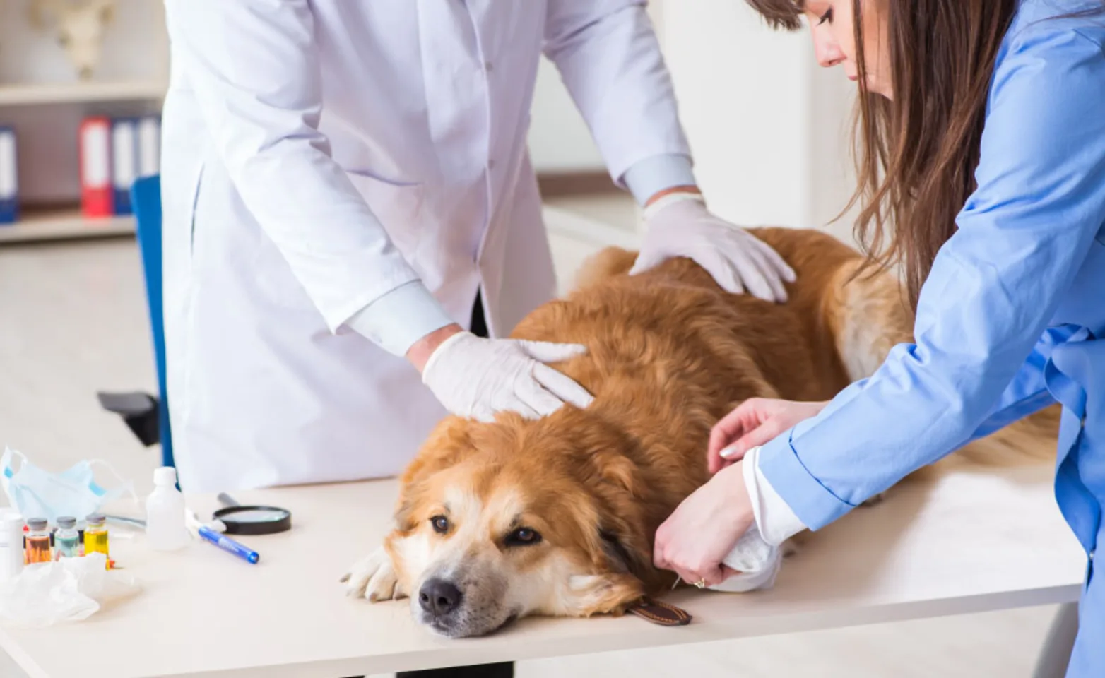 Dog having its leg bandaged by veterinarians Dog having its leg bandaged by veterinarians