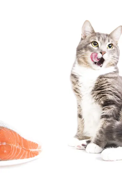 Cat Cat