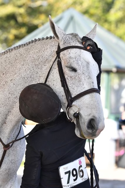 White horse competing