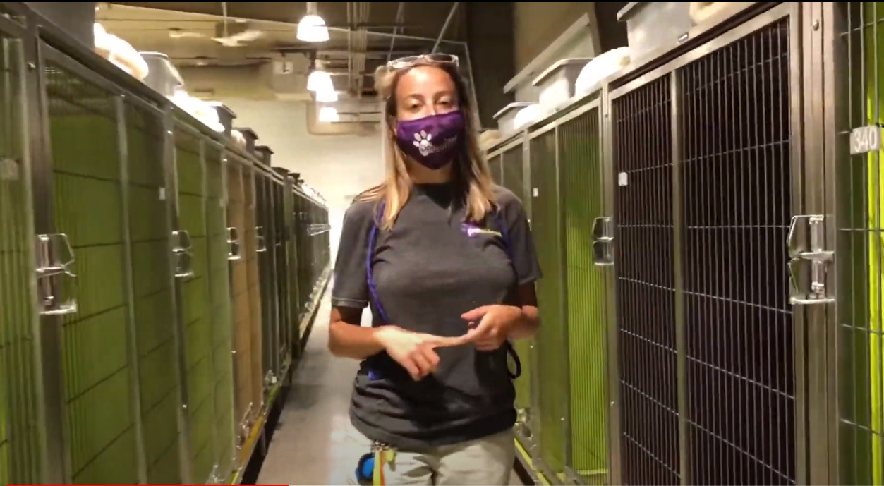 PetSuites Murfreesboro Virtual Tour Video