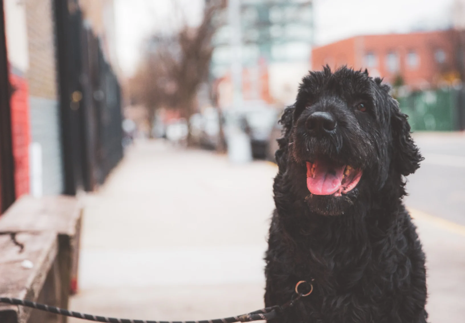 Black dog in New York Black dog in New York