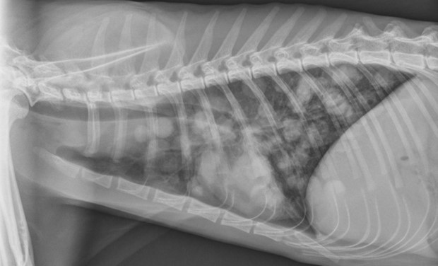Histoplasmosis in Dogs and Cats | Overland Park Veterinary Emergency ...