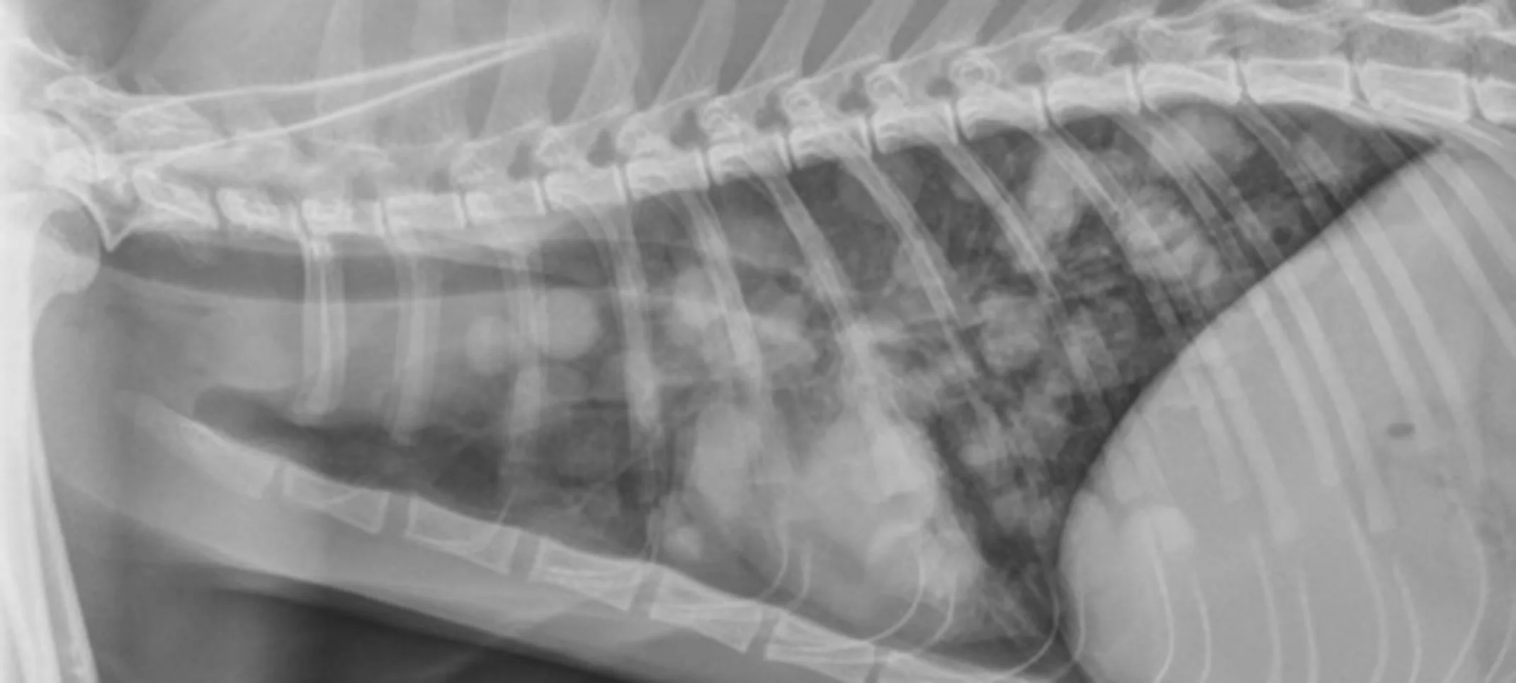 Histoplasmosis in Dogs and Cats | Overland Park Veterinary Emergency ...