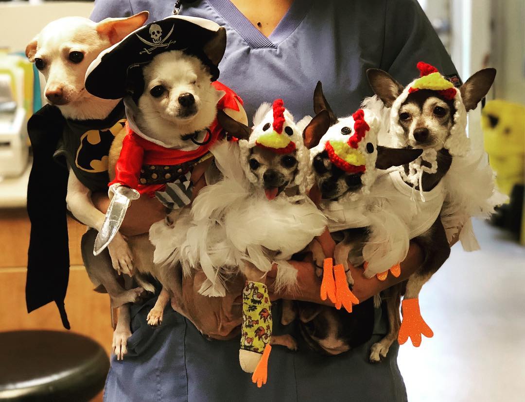 Public events at Animal Specialty Center