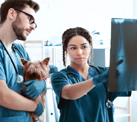 Two Veterinarians Examining an X-Ray with a Dog Two Veterinarians Examining an X-Ray with a Dog
