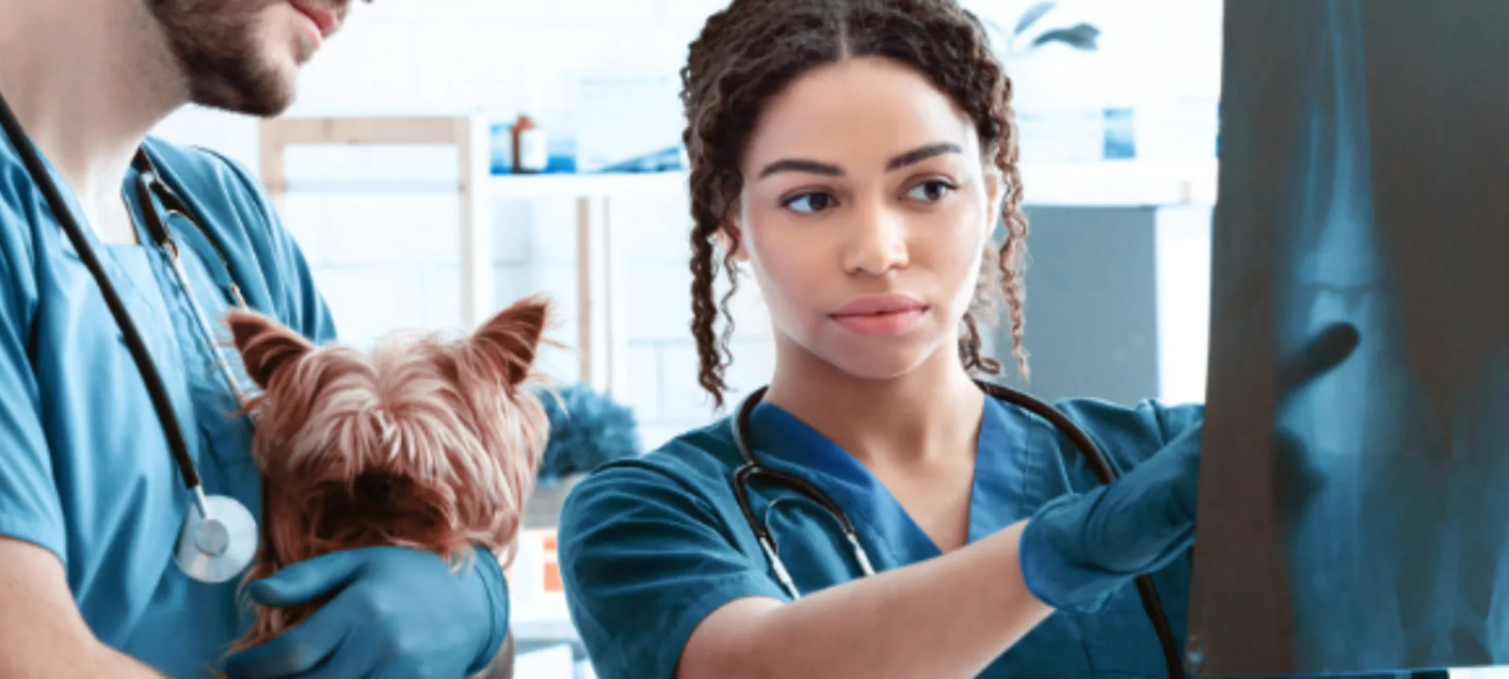 Two Veterinarians Examining an X-Ray with a Dog