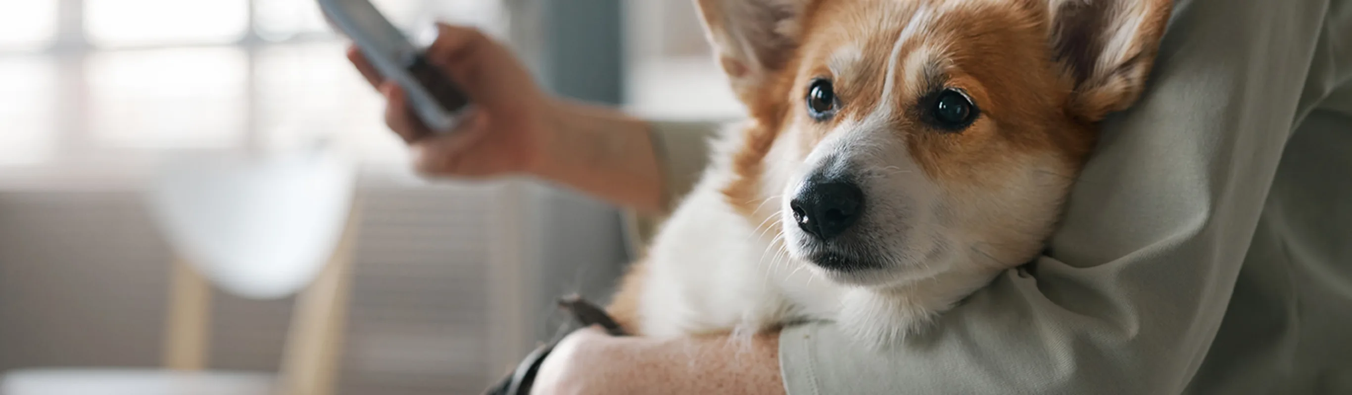 woman on phone, holding corgi