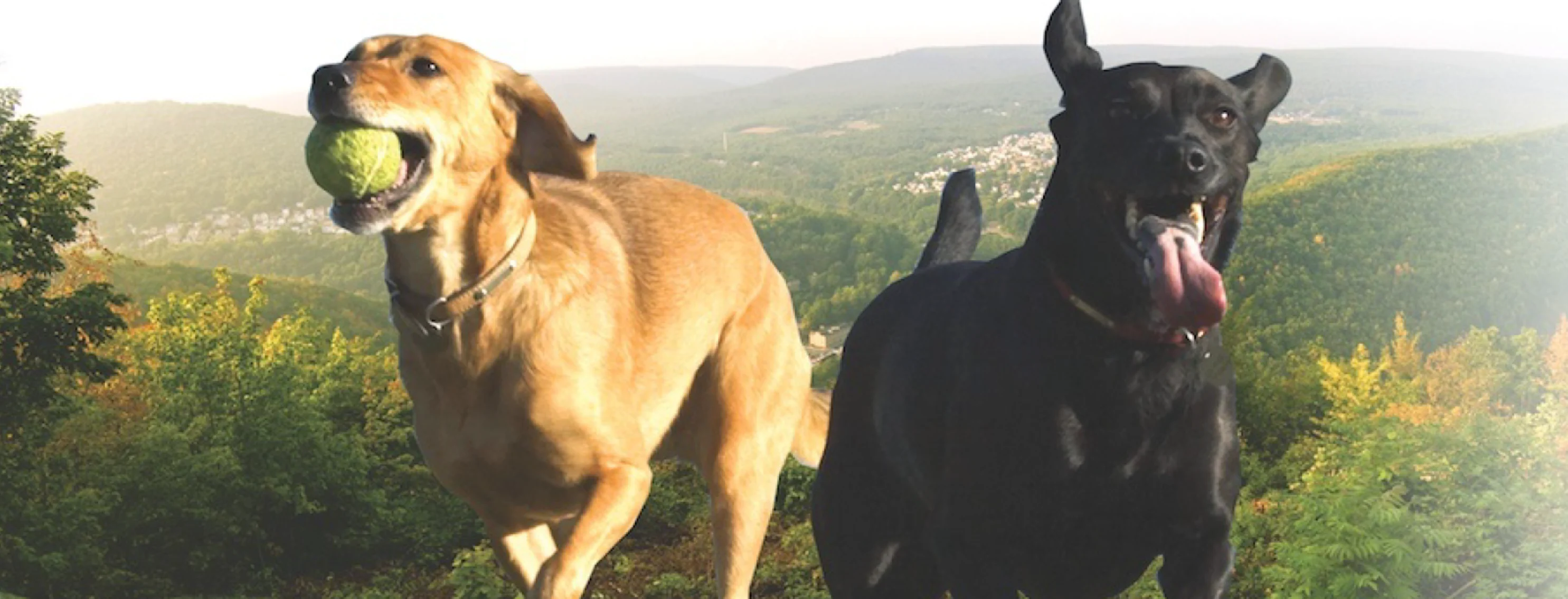 2 dogs running with their tongues out