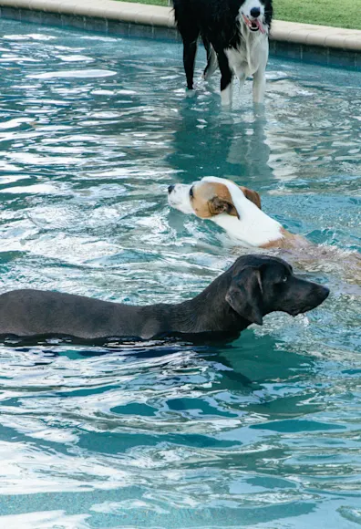 Dogs swimming the pool Dogs swimming the pool
