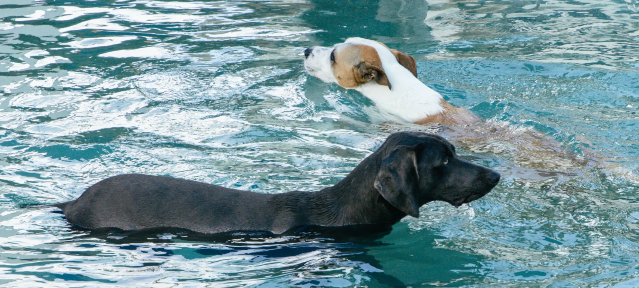 Dogs swimming the pool