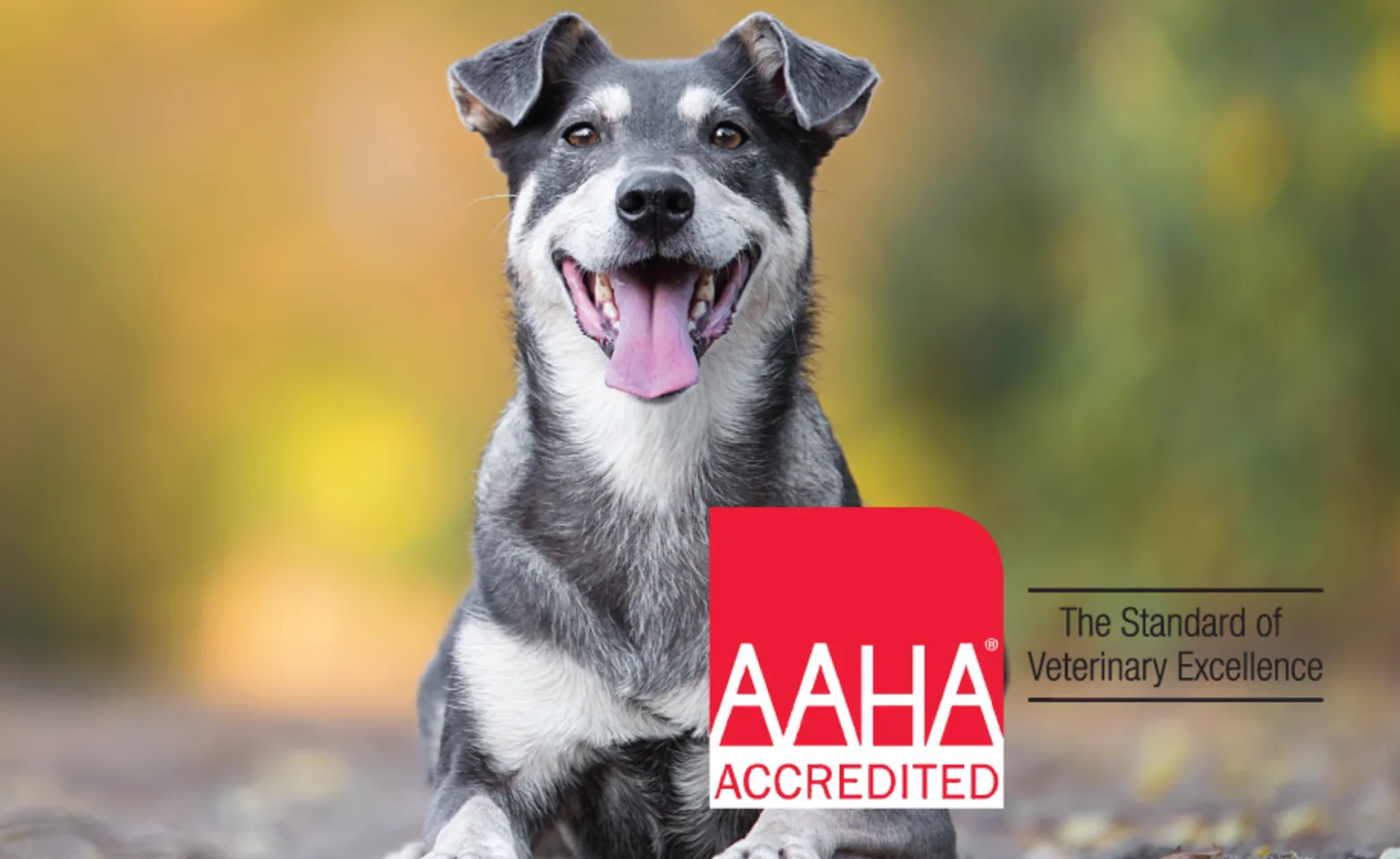 AAHA accreditation AAHA accreditation