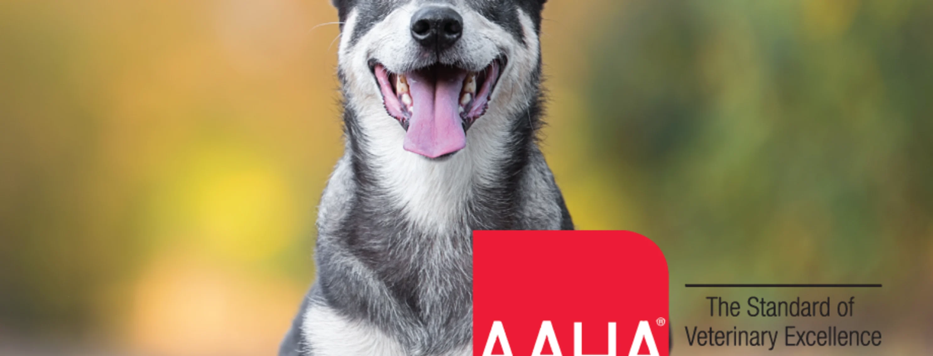 DOG AAHA Accreditation