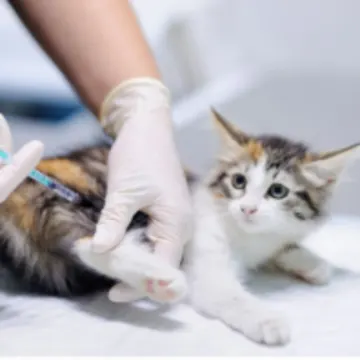 A Kitten Getting Vaccinated A Kitten Getting Vaccinated