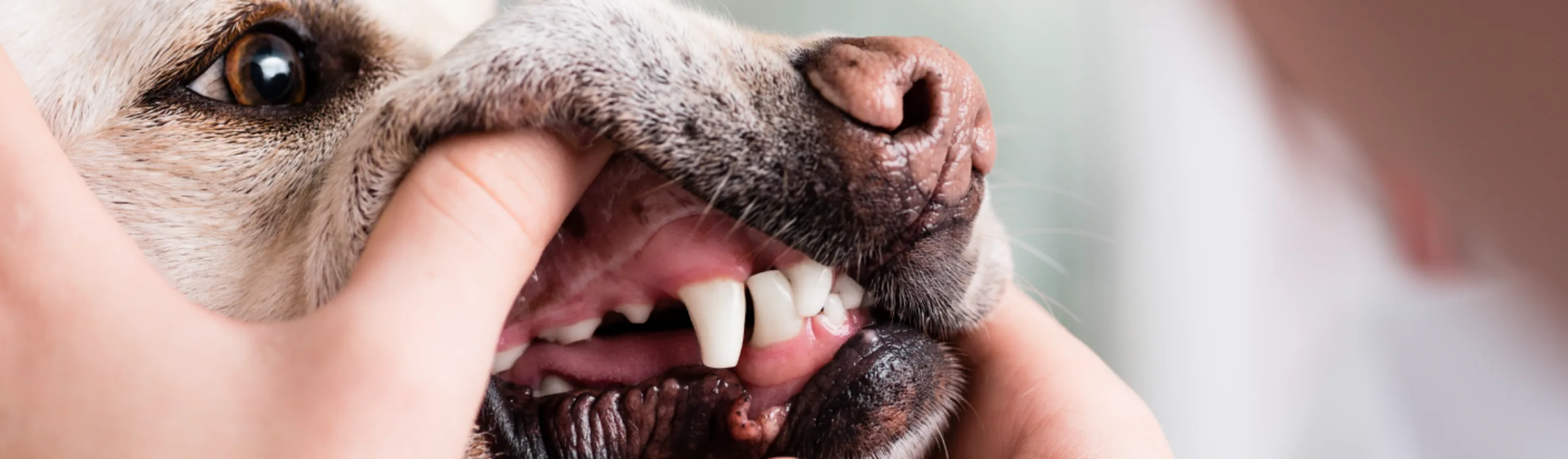 Dog getting teeth examined 