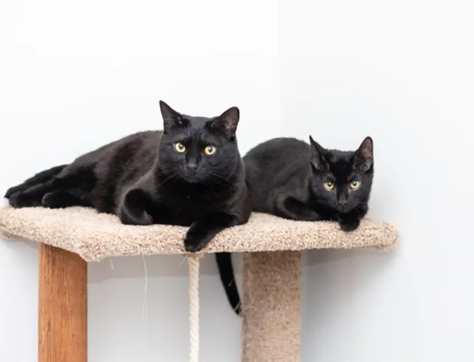 Two cats on a cat tower