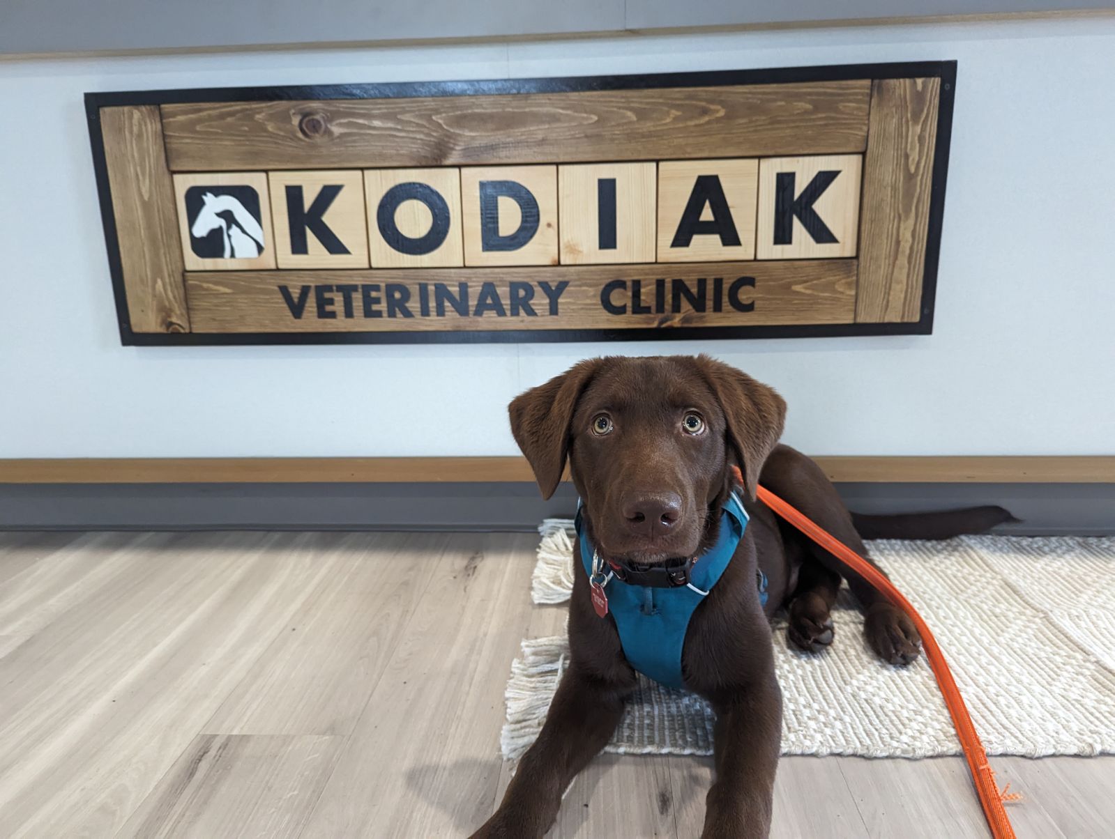 Brown Dog Laying in Front of Kodiak Veterinary Clinic Sign