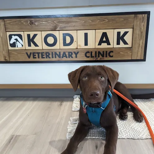 Brown Dog Laying in Front of Kodiak Veterinary Clinic Sign Brown Dog Laying in Front of Kodiak Veterinary Clinic Sign