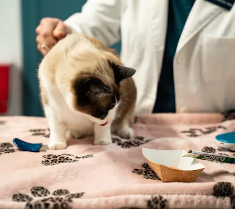 Mochi the cat being examined Mochi the cat being examined